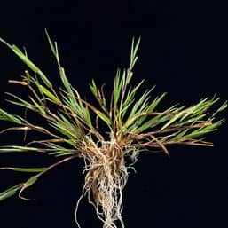 Grassorte Agrostis stolonifer Flechtstraussgras