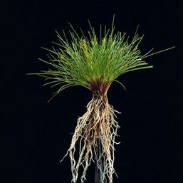 Grassorte Festuca ovina Schaf Schwingel