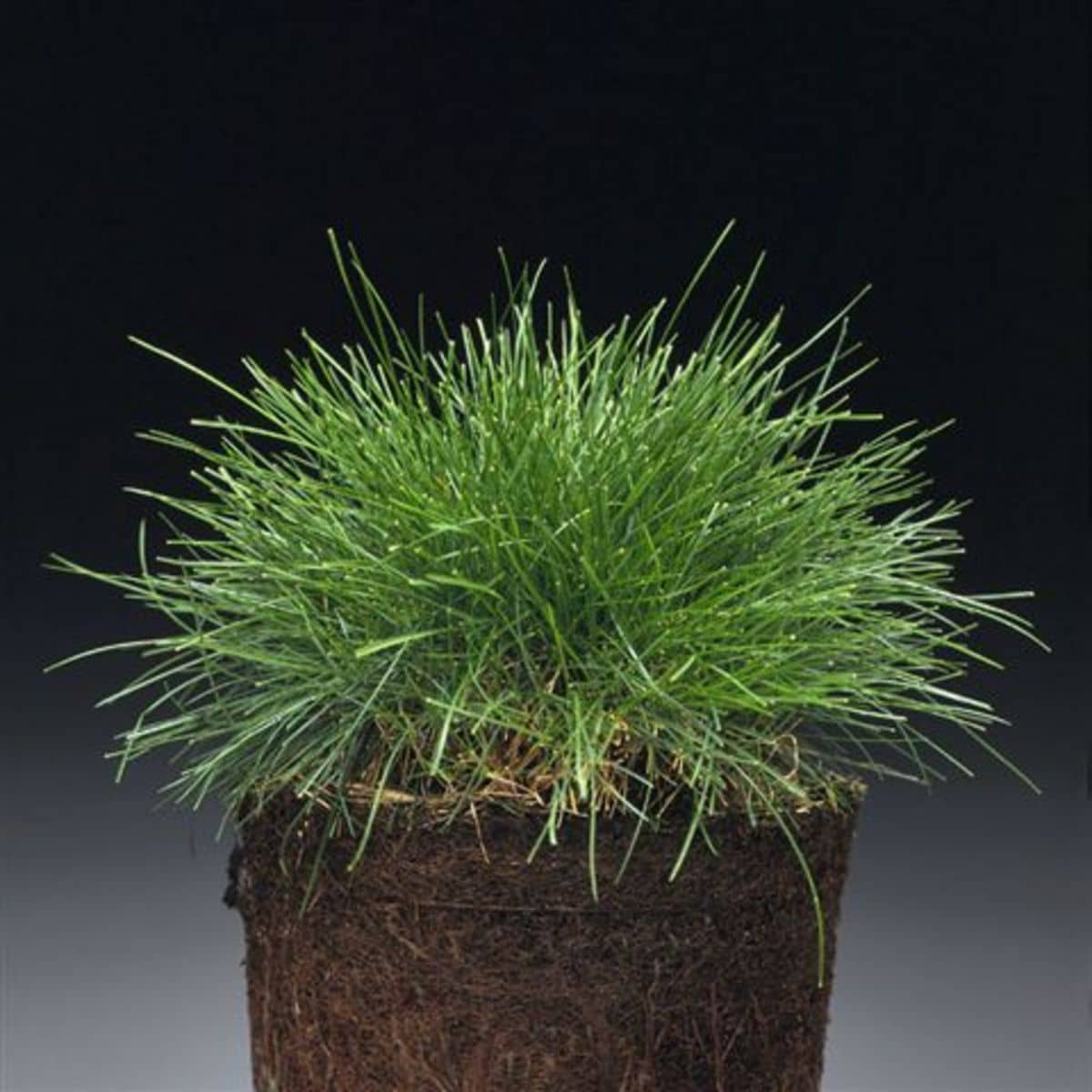 Grassorte Festuca rubra trichophylla Rotschwingel in Sport und Spielrasen