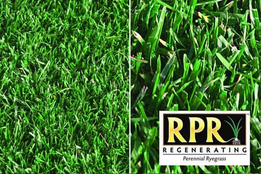 RPR Selbstregenerierendes Weidelgras RPR Selbstregenerierendes Weidelgras